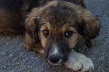 Portrait of brown cute dog.