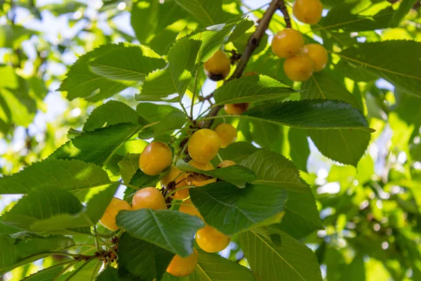 挂在树上的黄色樱桃 夏季水果 — 图库照片