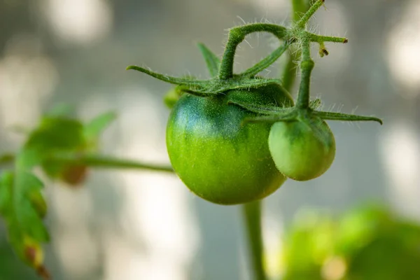 Unripe green tomatoes in a garden. Growing vegetables. Agriculture and cultivation concept.