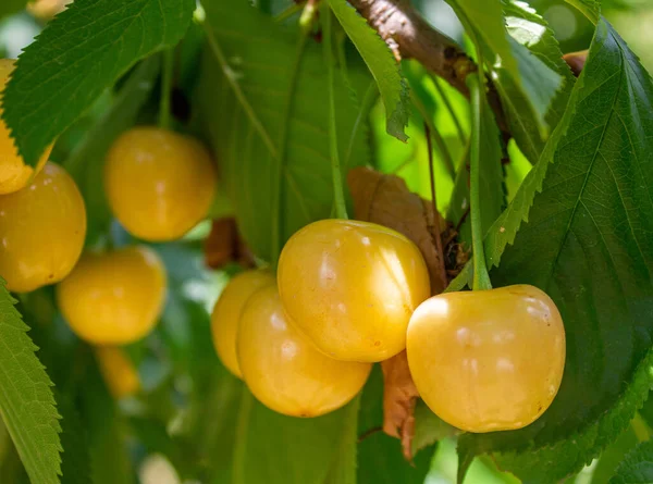 挂在树上的黄色樱桃 夏季水果 — 图库照片