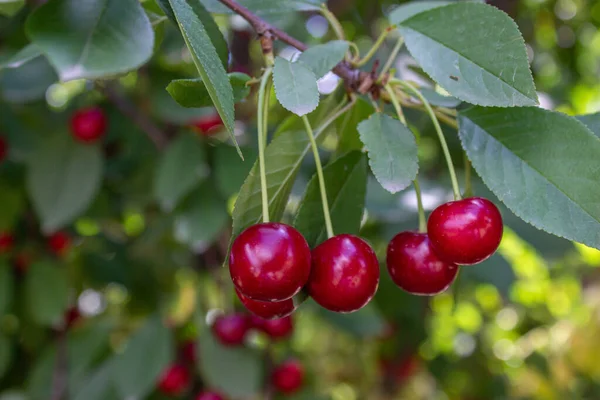 Sour Cherry Tree Agriculture Harvesting Concept Growing Fruit — Stock Photo, Image