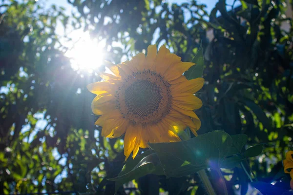 Słonecznik Ogrodzie Błyszczącym Słońcem — Zdjęcie stockowe