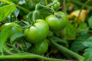 Bahçedeki olgunlaşmamış yeşil domatesler. Sebze yetiştiriyorum. Tarım ve tarım kavramı.