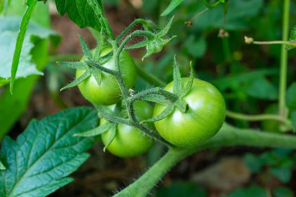 Unripe green tomatoes in a garden. Growing vegetables. Agriculture and cultivation concept.