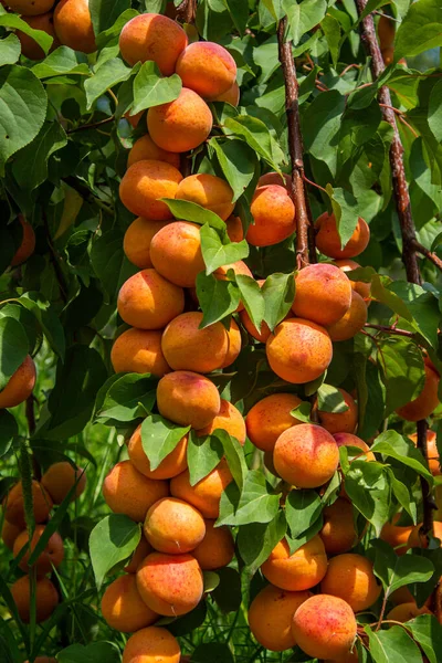 Apricots Agriculture Harvesting Concept Apricot Fruits Orchard — Fotografia de Stock