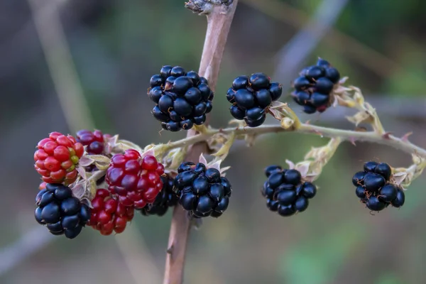 Blackberry Rosso Nero Cespuglio Alimenti Selvatici — Foto Stock