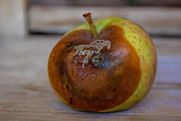 Rotten fruit. Closeup photo of moldy apple on wooden background. Wasting food concept.