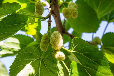 Ağaç dallarında dut meyveleri.