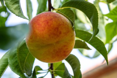 Ağaç dalında şeftali meyvesi.