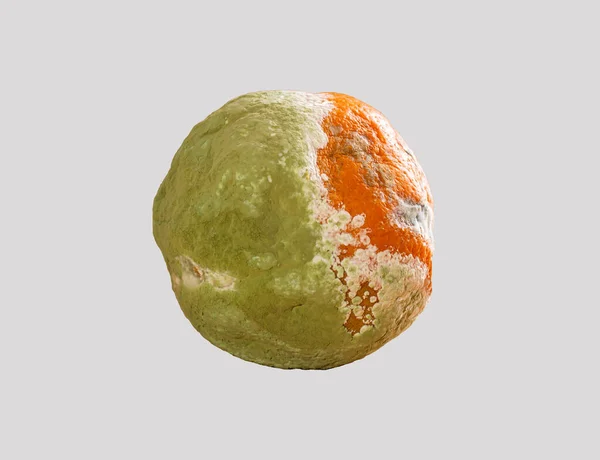 Μουχλιασμένο Πορτοκαλί Απομονωμένο Γκρι Φόντο Σάπιο Φρούτο Έννοια Της Σπατάλης — Φωτογραφία Αρχείου