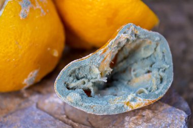 Küflü limonlar. Çürük meyvenin yakın plan fotoğrafı. Yemek israfı. Küf kaplı yiyecek..