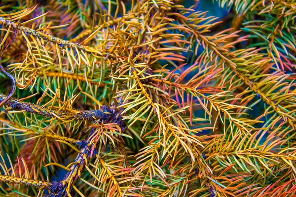 패턴의 색깔의 소나무 가지들 계절의 — 스톡 사진