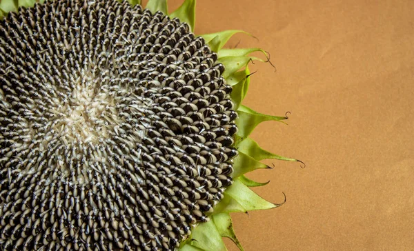 Fresh Sunflower Seeds Color Background Top View — Stock Photo, Image