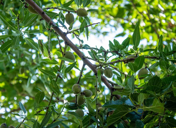 杏仁收获 树上成熟的绿色杏仁 底部的观点 在果园种植水果 — 图库照片