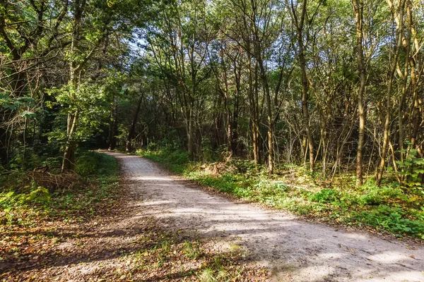 Path to the forest — Stock Photo, Image