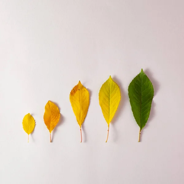 Creative layout of colorful autumn leaves. Flat lay. Season concept.