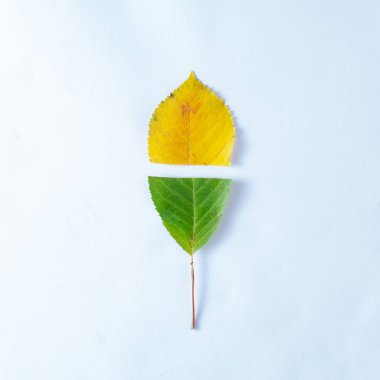 Renkli sonbahar yapraklarının yaratıcı yerleşimi. Düz yatıyordu. Sezon konsepti