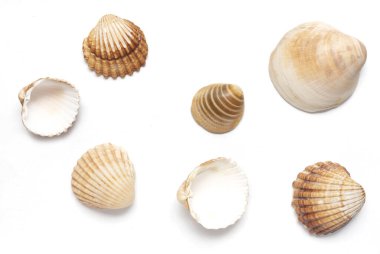 Sea Sells isolated on white background