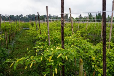 Banyuwangi Regency, Endonesi 'de geleneksel biber çiftçiliği