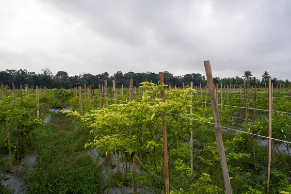 Traditional Chili Farming Banyuwangi Regency Indonesi Stock Picture