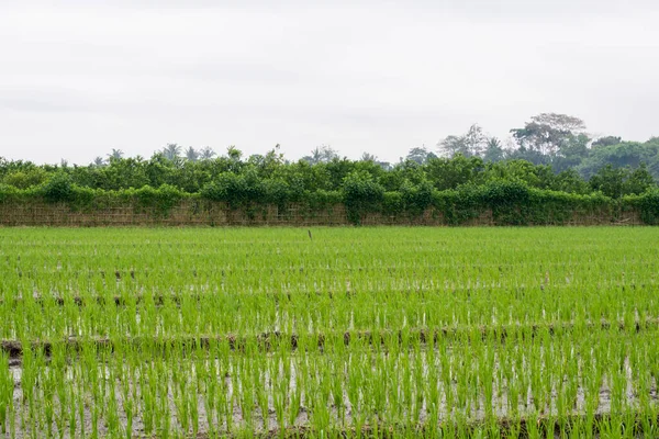 Traditional Rice Farming Banyuwangi District Indonesi — Stockfoto