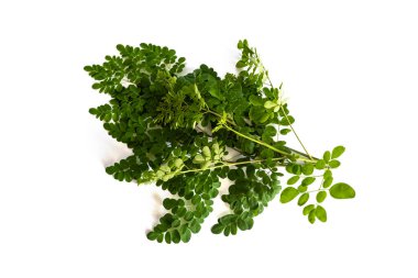 Taze sabah yaprakları izole edilmiş beyaz bir sırt grubunda