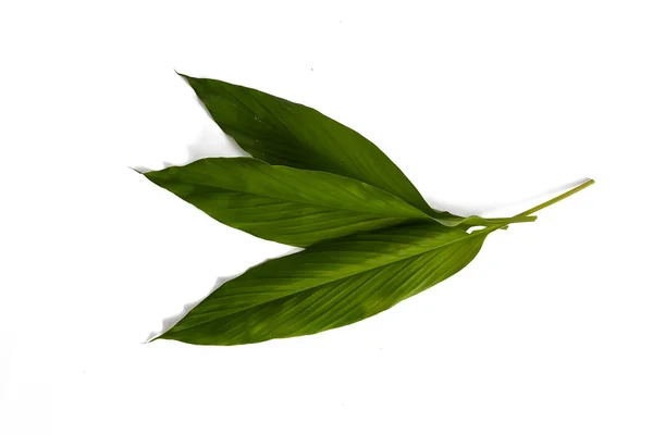 Turmeric Leaf Isolated White Backgroun — Φωτογραφία Αρχείου