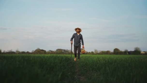 新鮮な小麦畑を歩いている混合種の男性農家バスケットを保持 — ストック動画