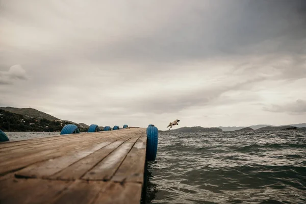 Cute dog jumping into sea from harbour jetty — Stock Photo, Image