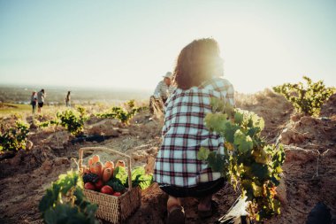 Gün doğumunda çalışan melez çiftçiler gün doğumunda taze sebze topluyor.
