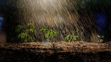 Çocuk odasına ekilen ıspanak tohumunu sulayan bir çiftçi..