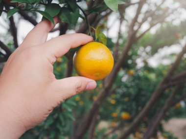 Çiftçi ya da bahçıvanın eli ağaçta turuncuya bakıyor..