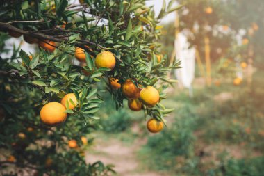 Ripe and fresh tangerine oranges hanging on branch, orange orchard. Bunch of ripe oranges hanging on a tree. clipart