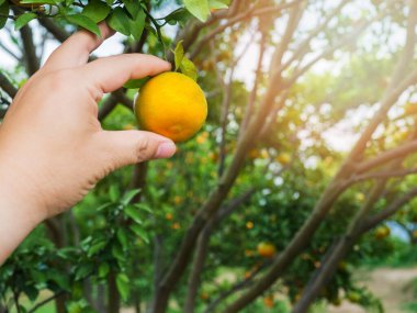 Çiftçi ya da bahçıvanın eli ağaçta turuncuya bakıyor..