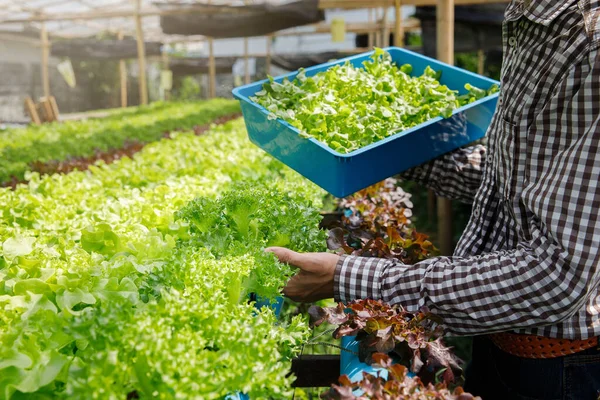 Farmer Harvest Organic Hydroponic Green Oak Lettuce Plant Nursery Farm — 스톡 사진