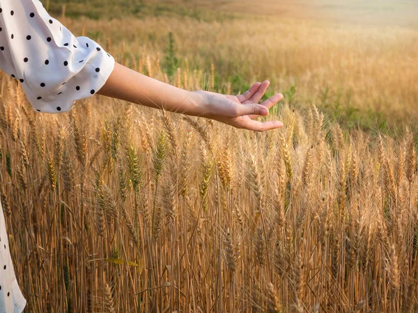 Woman Hand Caressing Some Ears Barley Sunset Time Harvest Time — 스톡 사진