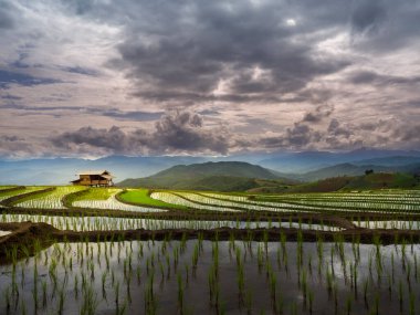 Pirinç tarlalarının ve Chiang Mai, Tayland 'daki barakaların manzarası çok güzel. Köy, pirinç tarlalarının arasında bir vadide..