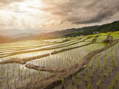 Pirinç tarlalarının ve Chiang Mai, Tayland 'daki barakaların manzarası çok güzel. Köy, pirinç tarlalarının arasında bir vadide..