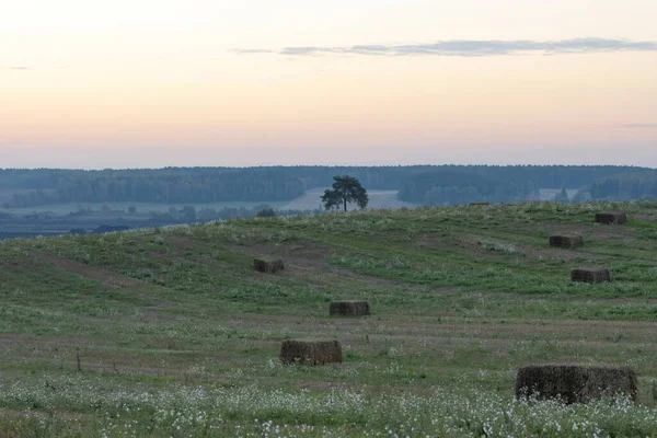 日の出の静かな農村風景です 水平線の上には わらの俵を持つ緑のフィールド 孤独な木と森 — ストック写真