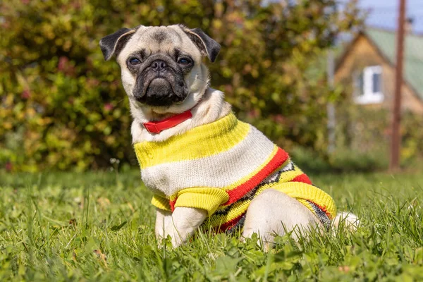 Pug Ropa Brillante Con Collar Rojo Sienta Hierba Verde Jardín — Foto de Stock