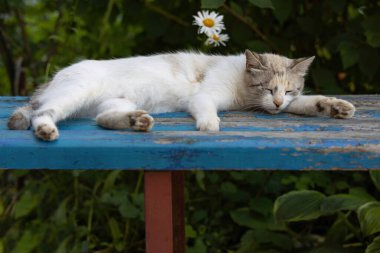 Evsiz beyaz kedi parktaki soyulan ahşap bankta uyuyor.