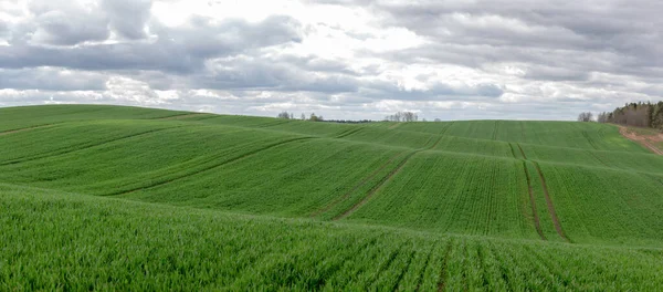 Panorama Gran Campo Agrícola Verde Montañoso Sobre Cielo Nublado — Foto de Stock