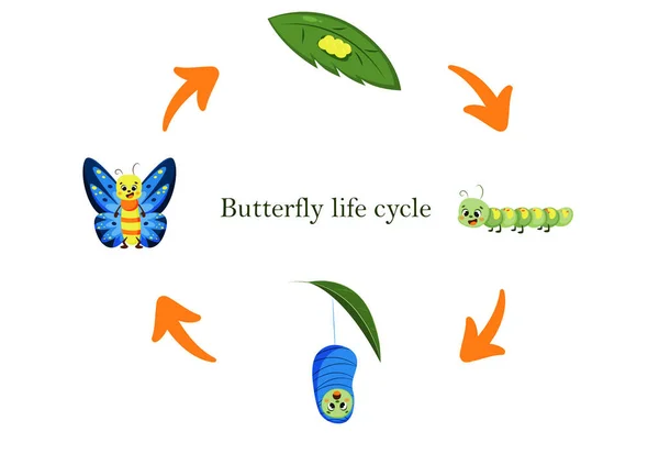 Levenscyclus van een cartoon vlinder. Metamorfoseert rups, vlinder, eieren en pop. Vector illustratie van insecten. Educatieve biologie voor kinderen. — Stockvector