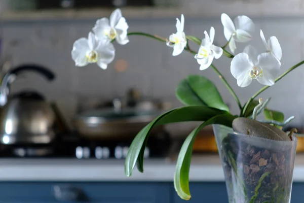Orquídea blanca de cerca en la mesa de la cocina en la luz del sol de la mañana con el fondo suave, foco selectivo Fotos de stock libres de derechos