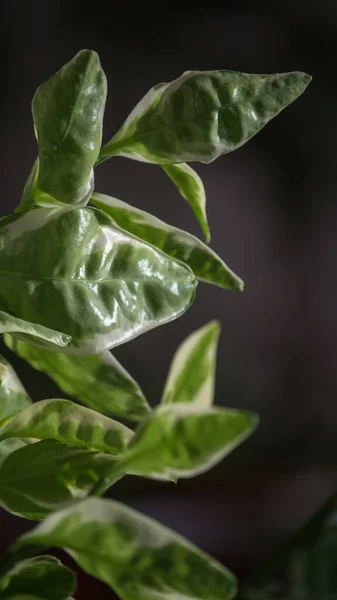Домашнее растение с белыми зелеными листьями, родословные титималоиды, селективный фокус — стоковое фото