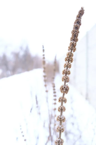 Spikelet asciutto congelato sul ciglio della strada nella neve, sfondo invernale, messa a fuoco selettiva — Foto Stock