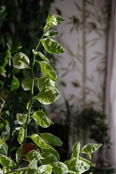 Домашня рослина з біло-зеленим листям, тималоїдами пелюсток, селективний фокус — стокове фото