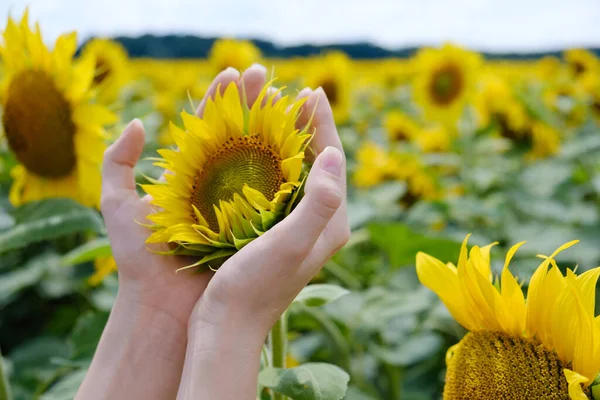 Girls hands hugging yellow sunflower flower, sunflower field, selective focus