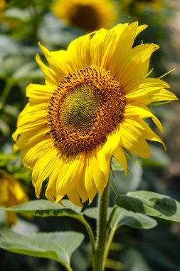 Large sunflower flower against of sunflower field, bright sunflower, natural background, selective focus