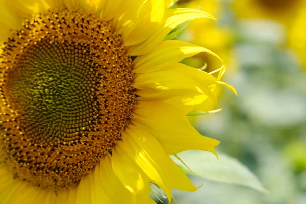 Large sunflower flower against of sunflower field, bright sunflower, natural background, selective focus